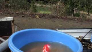 Koiquest Dainichi - Ikeage Nisai Rikidozan - Part 1 Senbetsu After Ikeage