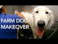 Farm Dog Goes to a Groomer (FIRST TIME EVER)