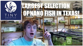 This fish store has the largest selection of Nano Fish in Texas!