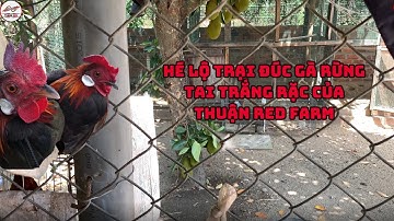Hành Trình Ghép Sinh Sản Gà Rừng Rặc & Gầy Lại Đàn Gà Rừng Tai Trắng Tại Farm Thuận Red