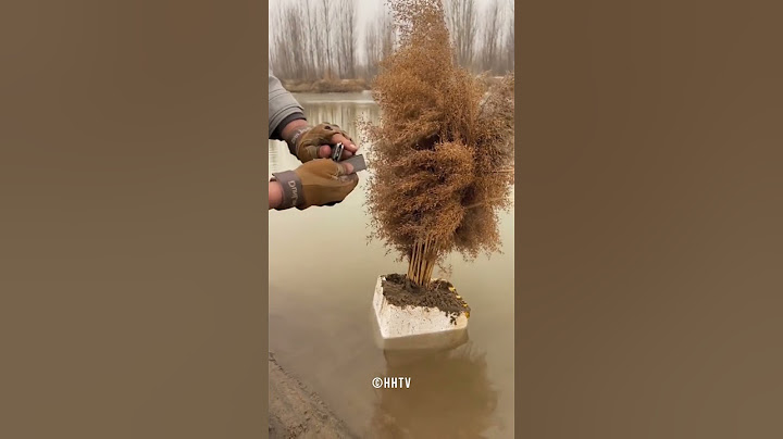 Burning Down Dry Tree Using Fire Flints