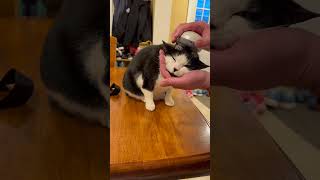 Adorable Cat Experiences First Head Massage