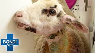 Fragile Young Lamb Struggles To Heal After Dog Attack | Bondi Vet