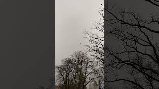 Mglisto, ponuro i #ptaki #mgła #drzewo Mglisto, ponuro i #ptaki #mgła #drzewo