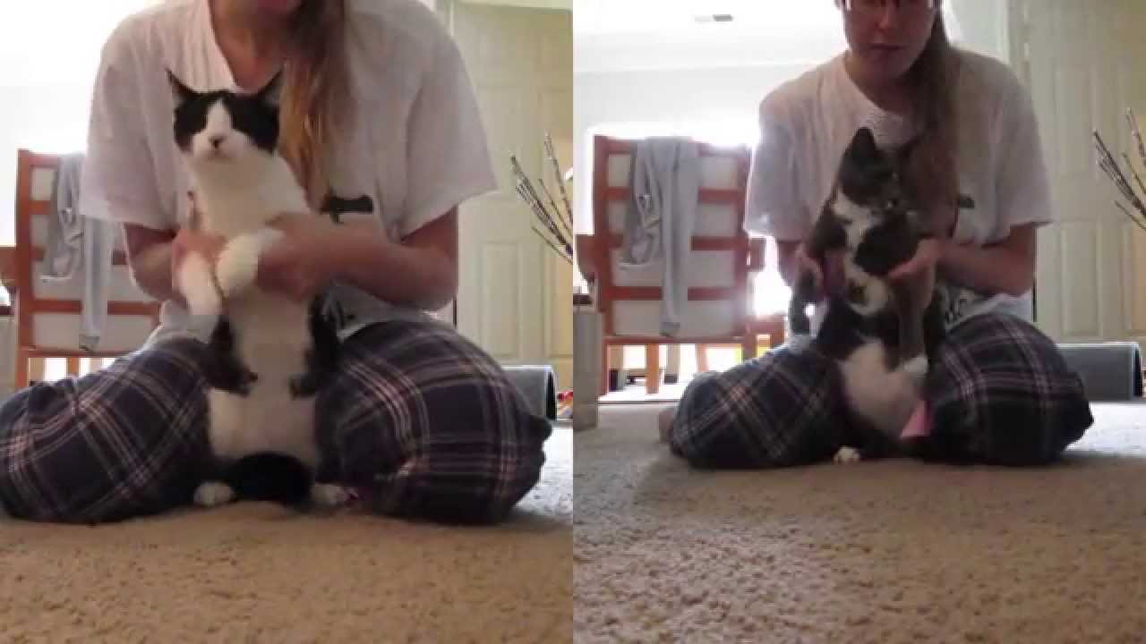 TWO CATS DANCE TO SILENTO'S WATCH ME (WHIP/NAE NAE) YouTube