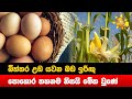 බිත්තර|sin