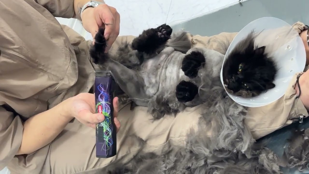 🌱🐥봄 맞이 미용💈✂️🐈‍⬛🐈🐾