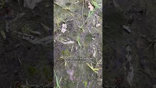 Wintergerste Andüngen