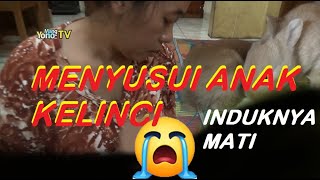 Cara Merawat Anak Kelinci Yang Ditinggal Induknya Mati