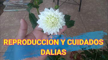 ¿Las dalias se cultivan mejor en maceta o en el suelo?