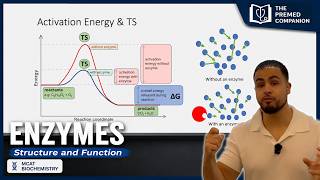 Enzyme Structure & Function | MCAT Biochemistry