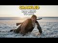 Crawling 200 Miles with Broken Legs: The 1823 Grizzly Attack Survival Story