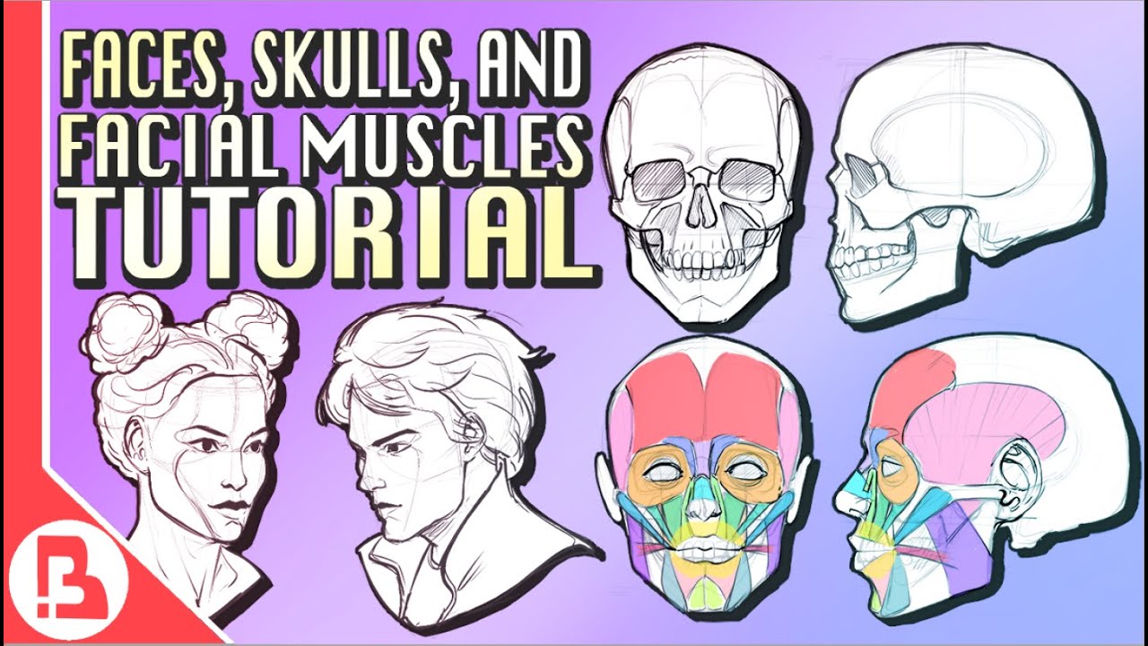 How To Draw Faces, Skulls, And Facial Muscles Structure Anatomy Tutorial -  Youtube