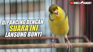 LANGSUNG NYAUT | Pancingan suara kenari hitungan detik langsung ikut bunyi