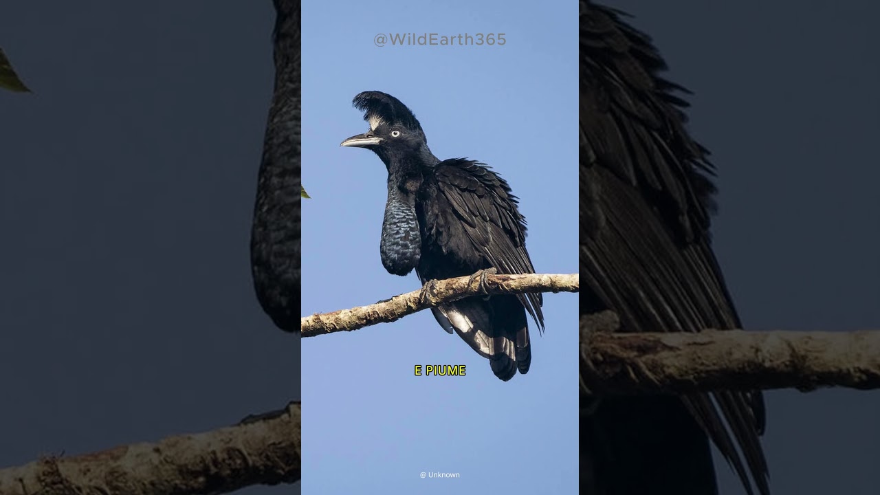 LO STRANO UCCELLO PARASOLE CARUNCOLATO