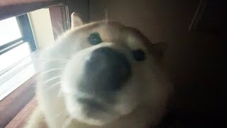 もはや飼い主を踏んで起こすことに何の抵抗もなくなった柴犬