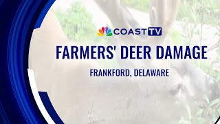 DNREC expands deer damage program as Delaware farmers face crop losses