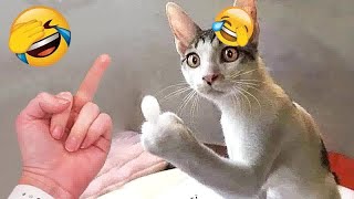 Guilty Dog and cat is so funny 🤣 Try Not to Laugh 🐶 2024
