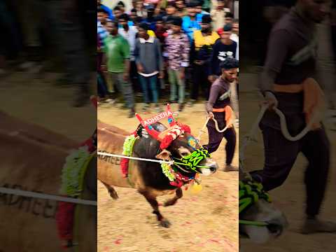 ADHEERA BULL Jallikattu Bulls Entry Shot 24 Kondakinda Palli 2025 