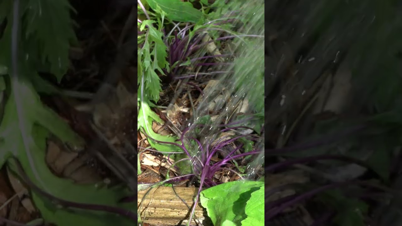 3 Tips For Saving Cold Damaged Plants 