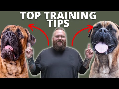 Video: 3 moduri simple de a păstra dinții dvs. de bullmastiff curat