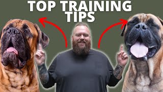 3 TIPS FOR TRAINING YOUR BULLMASTIFF by Will Atherton Bullmastiff Show 15,615 views 1 year ago 4 minutes, 23 seconds