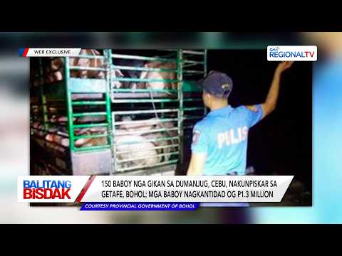 150 Baboy, Gikunpiskar sa Bohol | Balitang Bisdak
