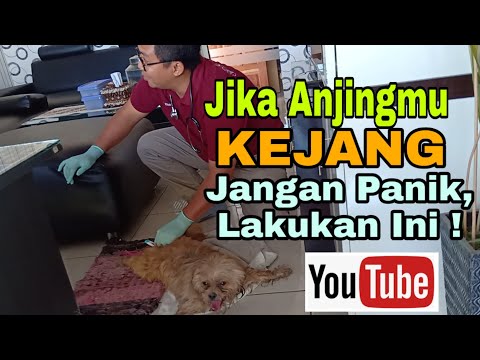 Video: Blok Impuls Jantung Pada Anjing