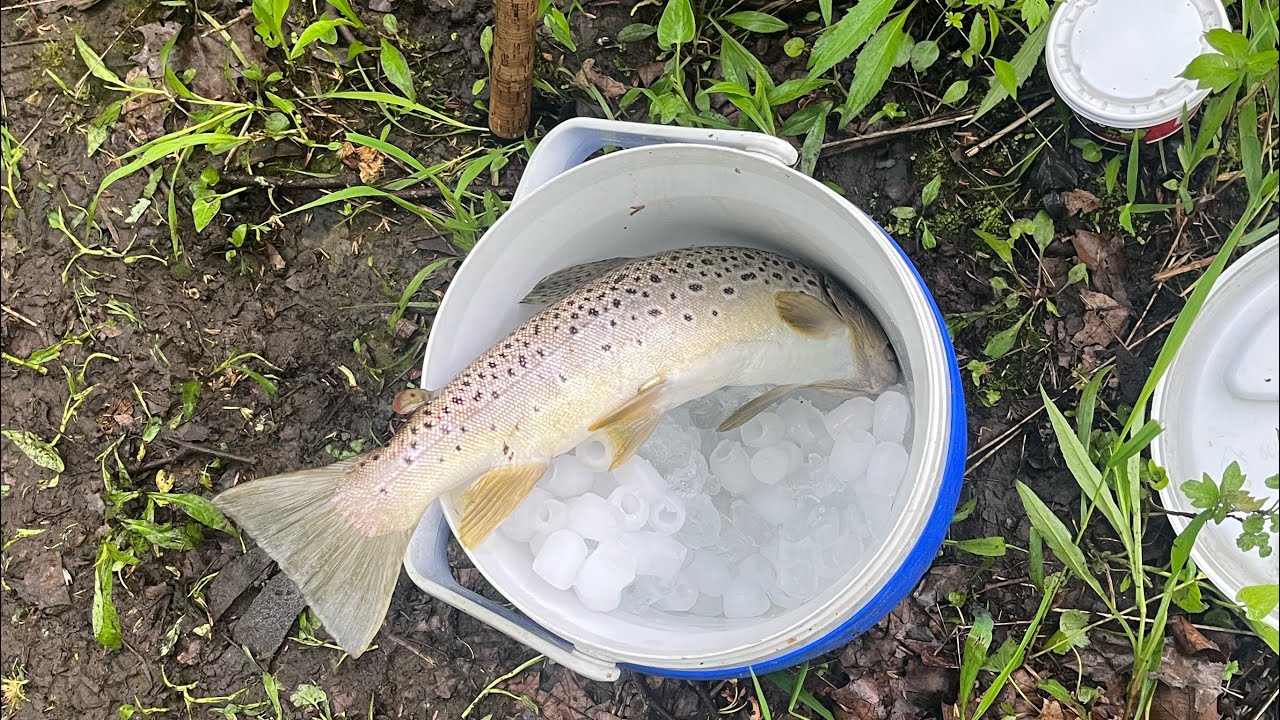 Trout fishing with Worms and Spinners (Big One) YouTube