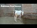 Gulabi bachri  cow farm  livestock  pakistan cow lovers