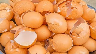 Famous You Will Never Throw Away Eggshells After Watching This Video Net Worth