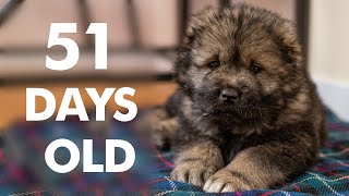 Getting a Caucasian Shepherd Puppy