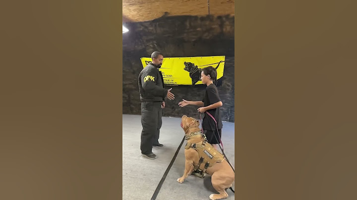 This dog recognized trouble and reacted accordingly! Incredible speed! #shorts #dog #dogtraining   D