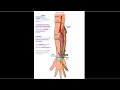 Ulnar Nerve (part 1) - Dr. Ahmed Farid