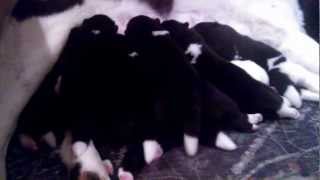 Akita puppies 10 days old