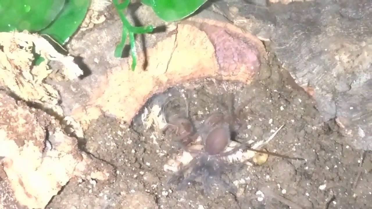 M. balfouri Communal Update - Slings Group Feeding