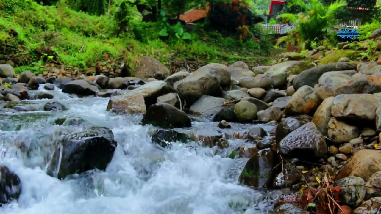 Forest River ASMR  Calming Water Flow and Birds Singing 🤍🌊