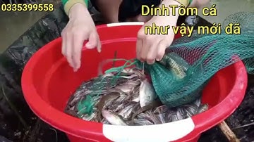 Lú 12 cửa ngục lưới thái lan. Hôm cải tiến. Xem đổ lú dính cá tôm thấy mê