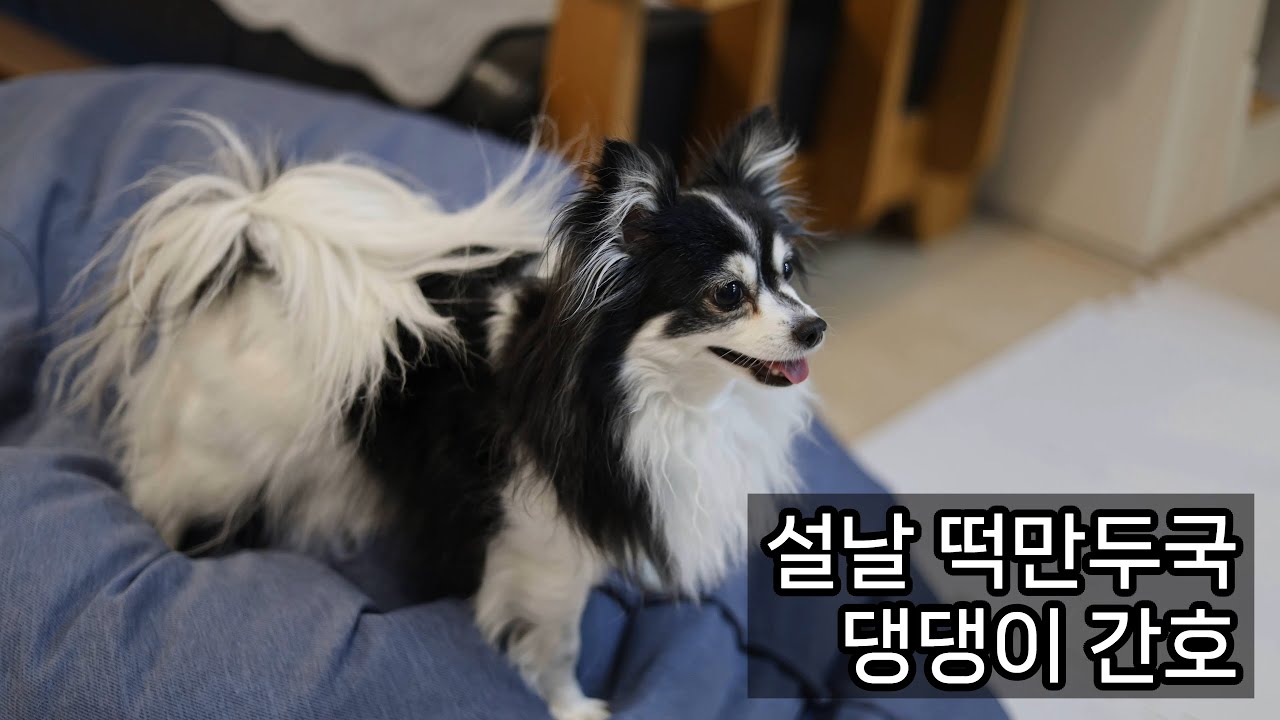 새해 떡만두국. 강아지 간호 (2025년 12월 20일 ~ 2026년 1월 2일)