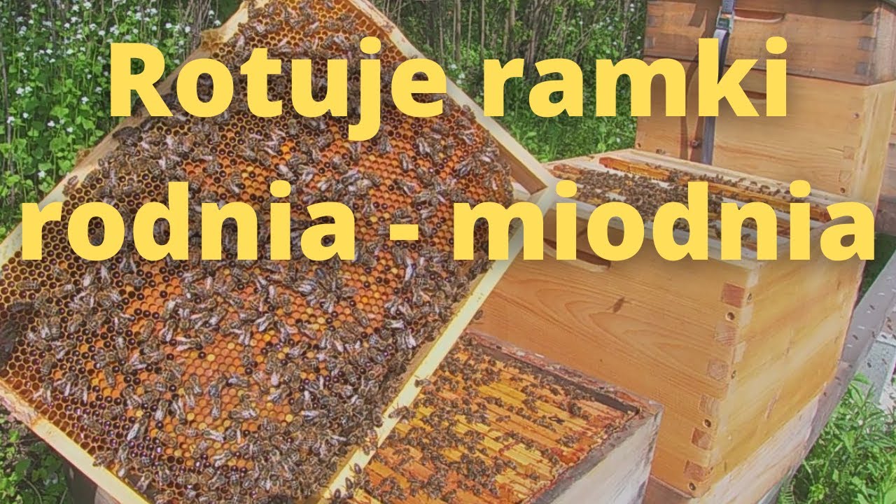 #89 Rotuje ramki pomiędzy rodnią a dużą miodnią (06.05.2022)