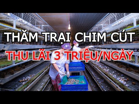 Video: Hệ thống thanh toán hàng đầu: các tính năng và lợi ích