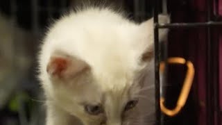 Springfield’s Rescue One overrun with sick kittens