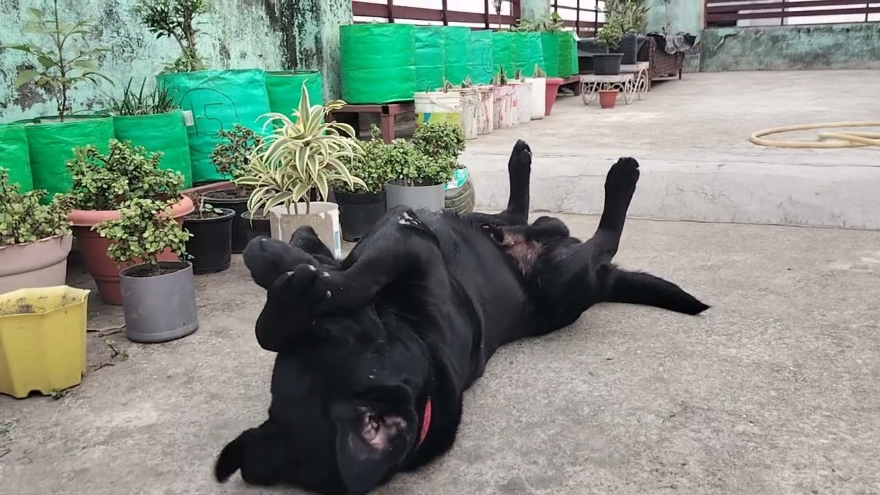 Hamare garden mein new members ki entry ho chuki hai doston#organic gardening