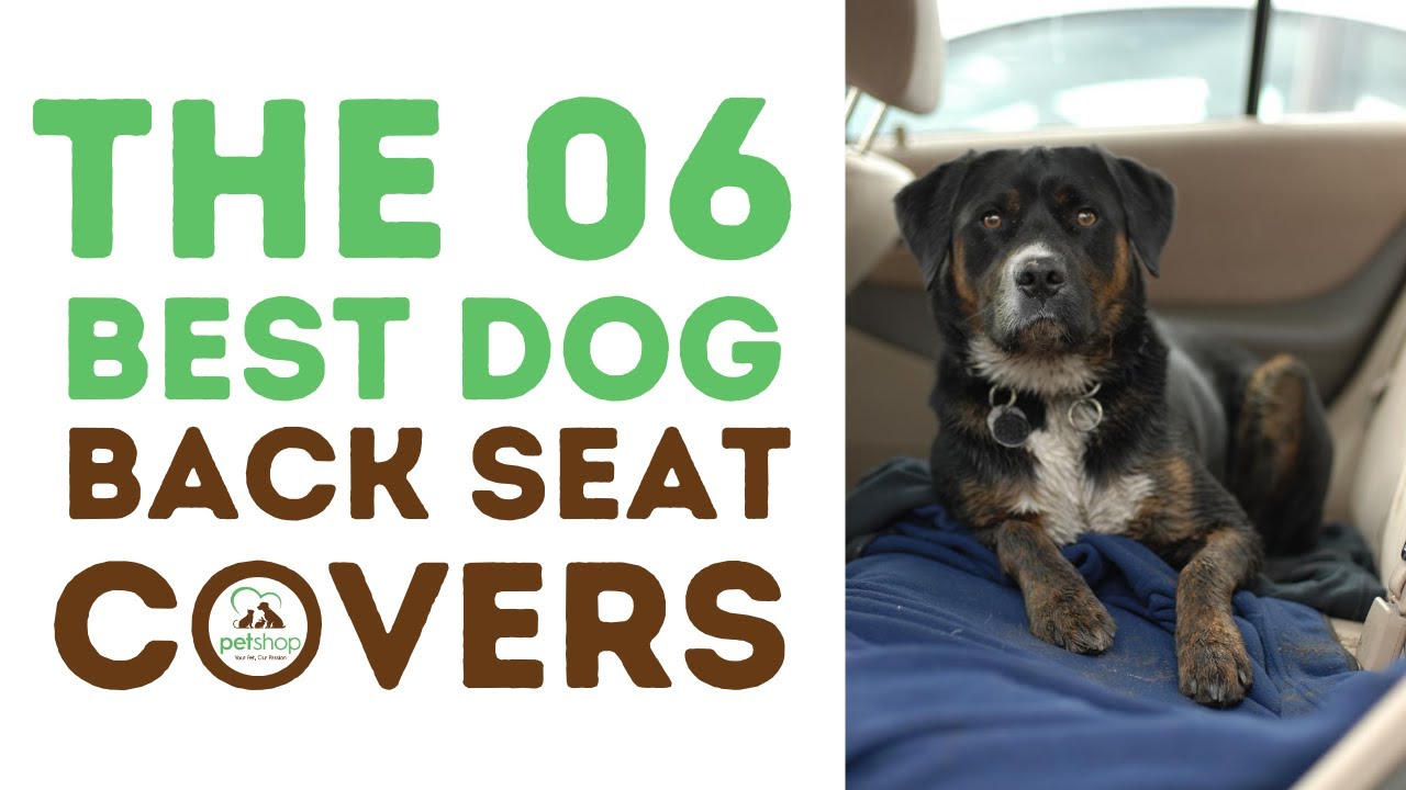 Best Dog Back Seat Covers YouTube