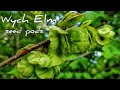 Wych elm seed pods