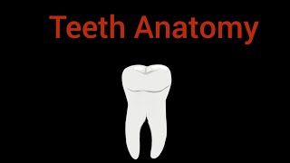 The Teeth Anatomy Song | Ryley Pollard Learnings 