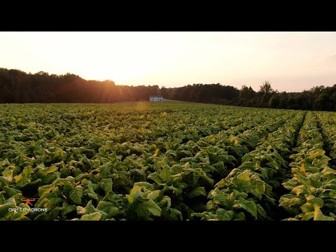 tobacco field north carolina Dreams Sunset Over A North Carolina