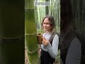 КАК БАМБУК МОЖЕТ СПАСТИ ТЕБЕ ЖИЗНЬ
