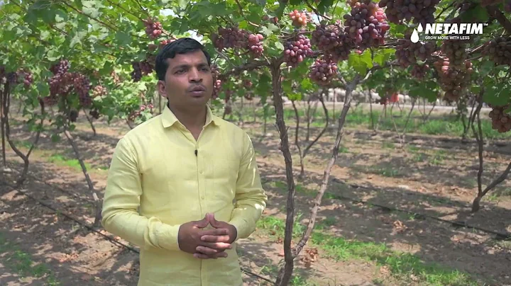 Grape Farmer success story | Netafim India
