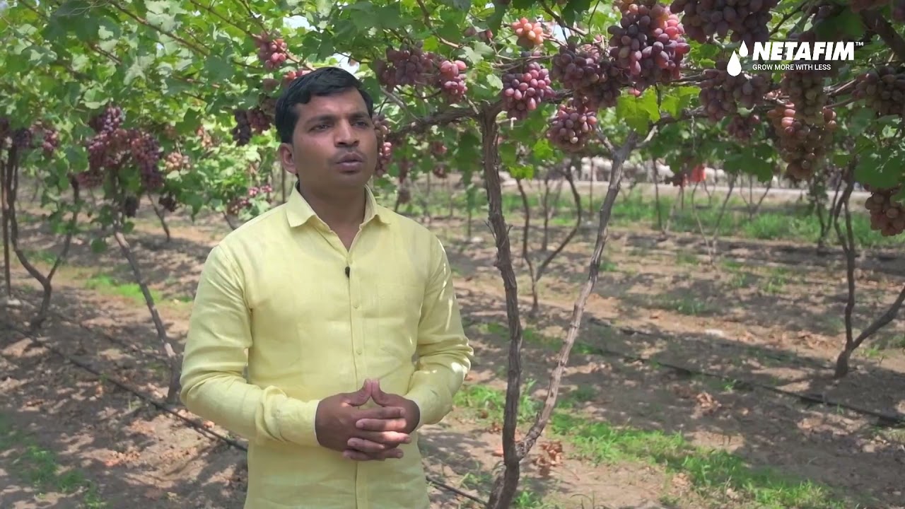 Grape Farmer success story | Netafim India
